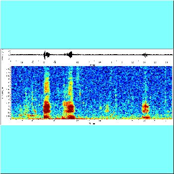 Pterygoplichthys pardalis_spectrogram.png